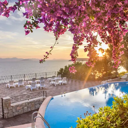 Arion גומושלוק